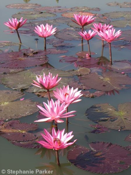 Lillies