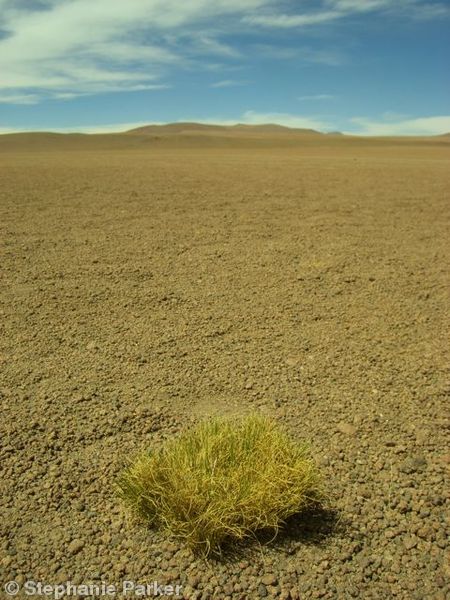 Altiplano desert