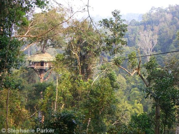 Jungle tree house