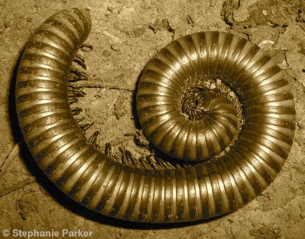 Millipede