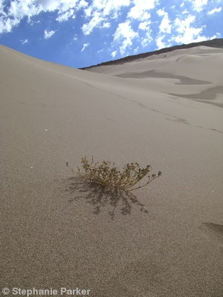 Desert growth
