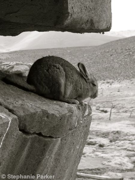 Vizcacha