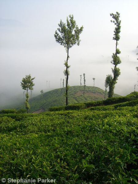 Tea plantation