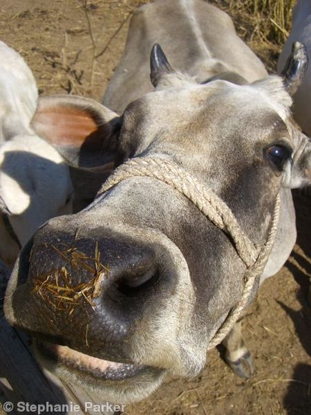 Nosey cow