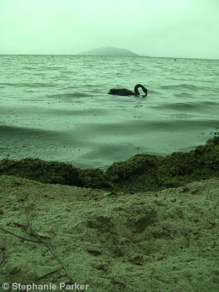 Black swan