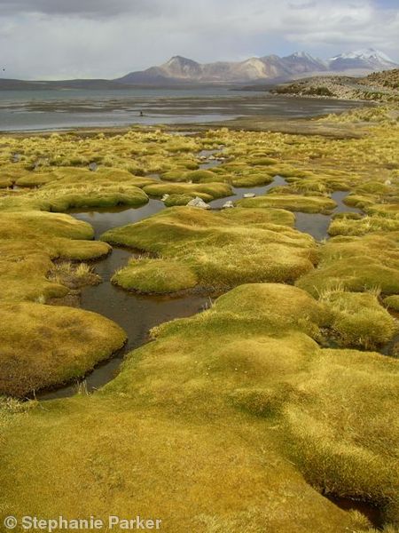 Altiplano landscape