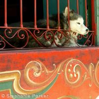Buenos Aires onlooker