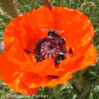 Poppy and bees