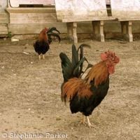 Cockerels