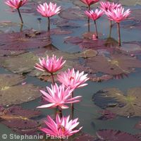 Lillies