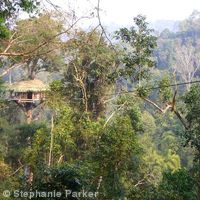 Jungle tree house