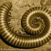 Millipede