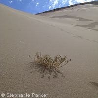 Desert growth