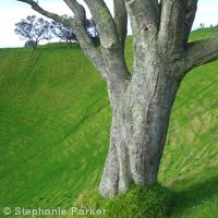 One tree hill