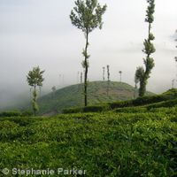 Tea plantation