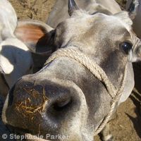 Nosey cow