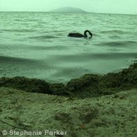 Black swan