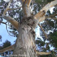 Eucalyptus