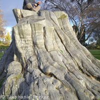 Tree stump