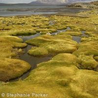 Altiplano landscape