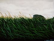 Brimstage Cornfield