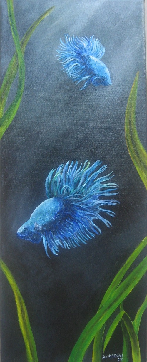 siamese fighting fish - betta splendens
