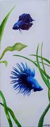 siamese fighting fish - betta splendens
