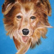 dog portrait