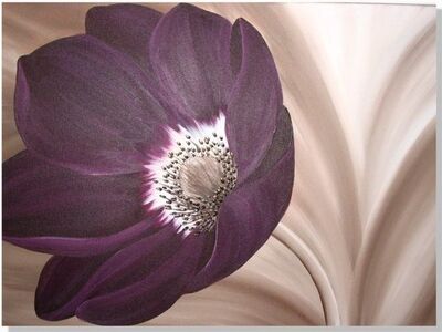Velvet Anemone