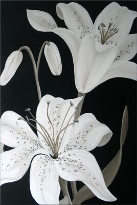 Ivory Lilies