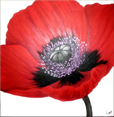 Prize Poppy
