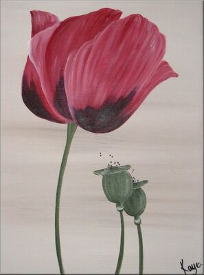 Pink Poppy