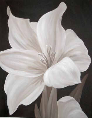 Chocolate Gladiolus