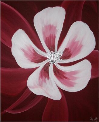 Aquilegia
