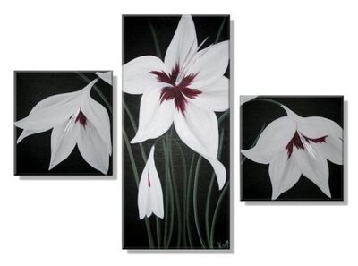 Peocock Orchids