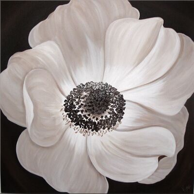 Chocolate Anemone