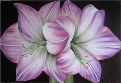 Amaryllis Amour