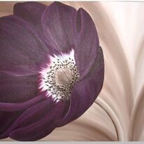 Velvet Anemone