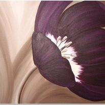 Velvet Tulip