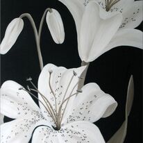 Ivory Lilies