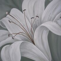 Apple White Lily