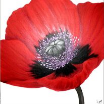 Prize Poppy