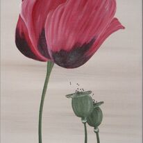 Pink Poppy