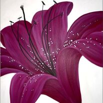 Hot Pink Lily