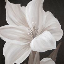 Chocolate Gladiolus