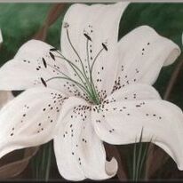 Tracy's Lilies
