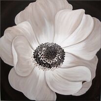 Chocolate Anemone