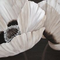 Chocolate Poppy Duet