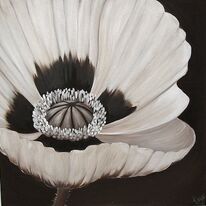 Chocolate Poppy
