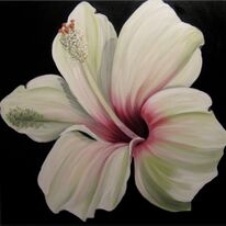 Spanish Hibiscus II